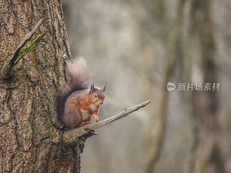 警惕的欧洲红松鼠(Sciurus vulgaris)坐在树的分叉上躲避阵雨